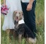 Šunų vestuvinis kostiumas - smokingo rūbas šunims L dydis